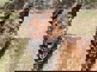 Fido_1.jpg (3)
