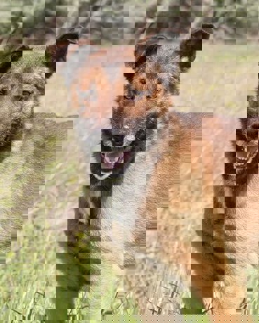 Fido_1.jpg (3)