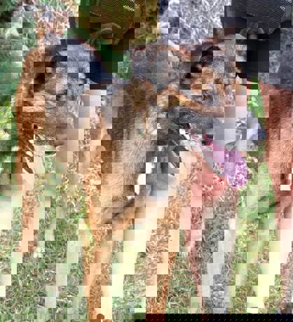Fido_3.jpg (3)