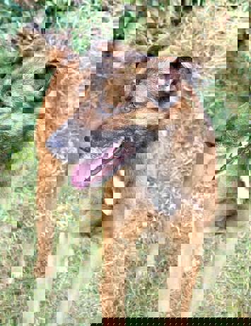 Fido_4.jpg (3)
