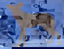 Billy_2.jpg (6)