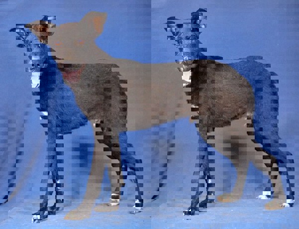 Billy_2.jpg (6)