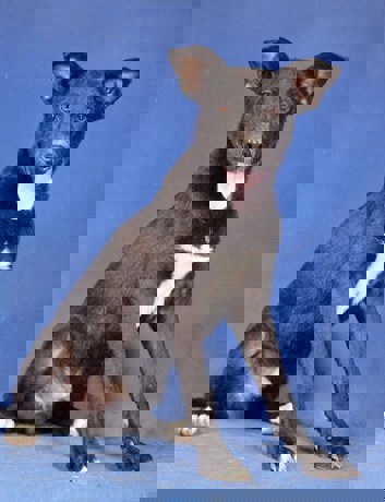 Billy_3.jpg (6)