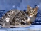 Cedrik 4