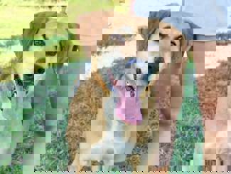 Pongo 1