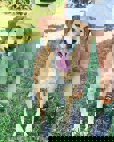 Pongo 1
