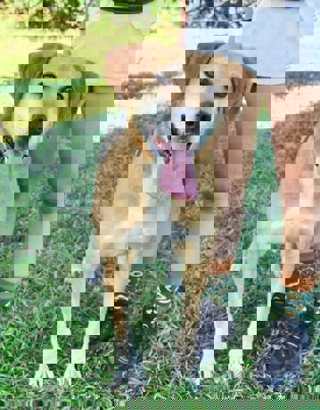 Pongo 1