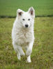 Yuki 2 (1)