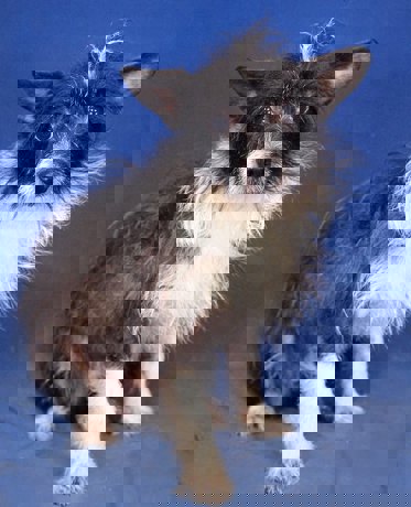 Kody 4