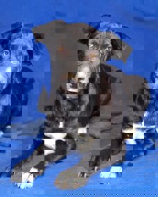 Dolly 1 (1)