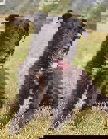 Rex 3