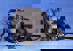 Koko 2