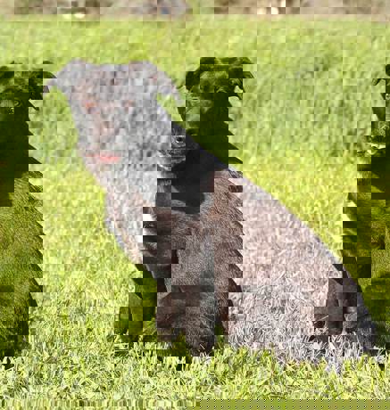 Pluto 2 (1)