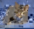 Cedrik 2