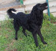 Filou 2