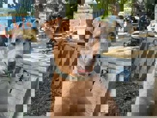 Aris 1