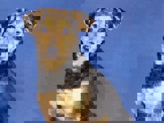 Pino 1 (1)