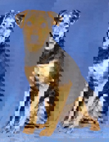 Pino 1 (1)