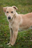 Coby 3
