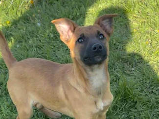 Athena 1
