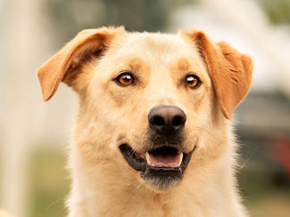 Digby 1 (1)