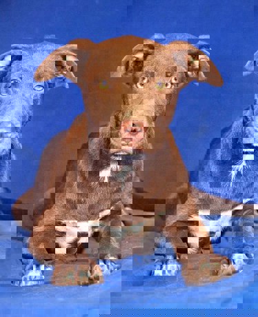Mocca 3