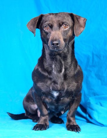 Babsy 1