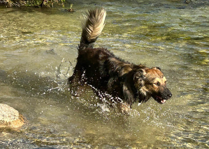 Cooper5