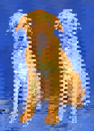 Sumo 4