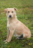 Coby 4