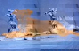 Mika 2