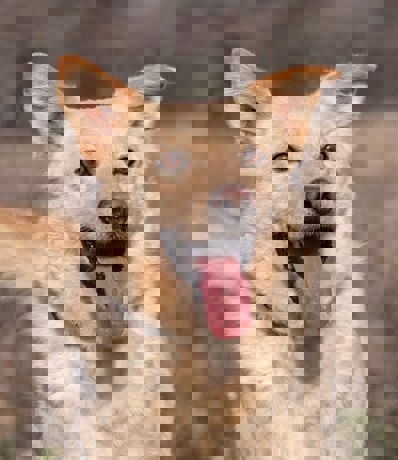 Willy 3