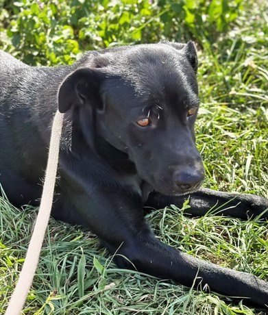 Pluto 3 (2)