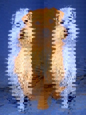 Vili 3 (1)