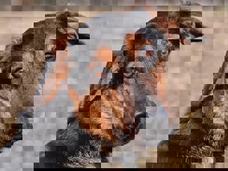 Egon 1