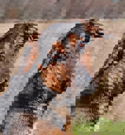Egon 1