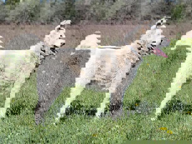 Levin 3