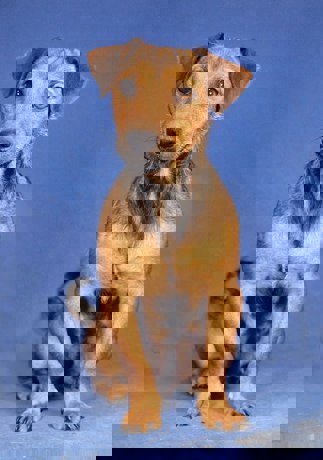 Berenice 4