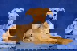 Nala 2 (1)