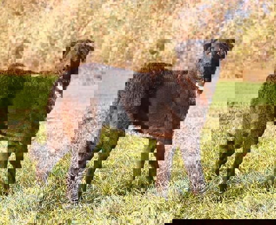 Bogart 2 (1)