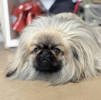 Wookie 2