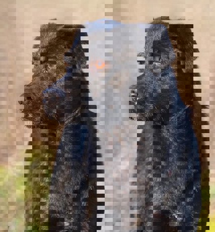 Elvis 3