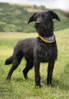 Jasper 3