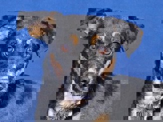 Trixie 1