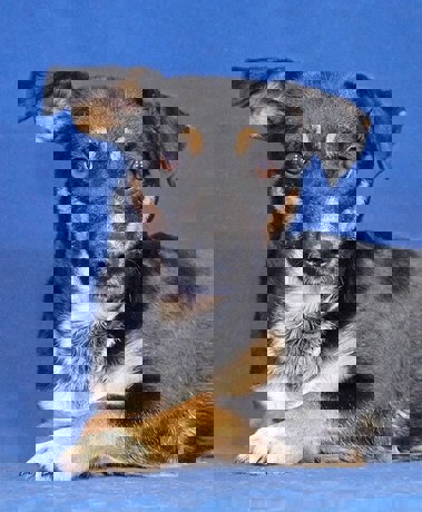 Trixie 1