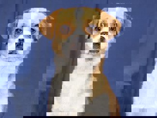 Bobo 1