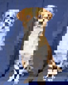 Bobo 1