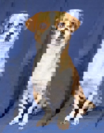 Bobo 1