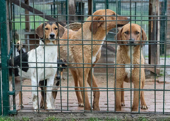 Aca Umbau Svilos Hunde 0425
