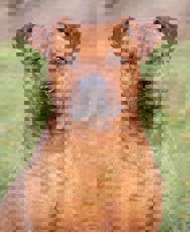 Tyson 4